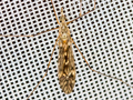 Tipula confusa